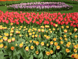 Red and yellow tulips and other flowers in a grassland near the central lake at the Keukenhof park