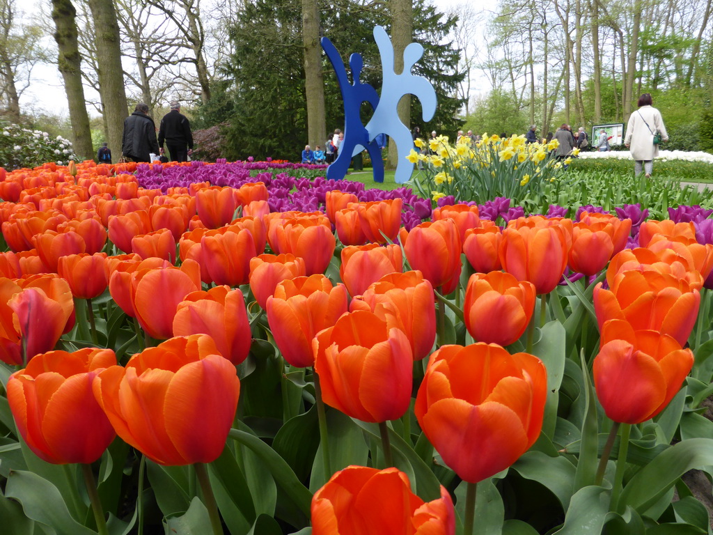 Miaomiao, red and purple tulips, other flowers and a piece of art in a grassland near the central lake at the Keukenhof park