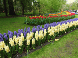 Red and yellow tulips and other flowers in a grassland near the Beatrix pavilion at the Keukenhof park