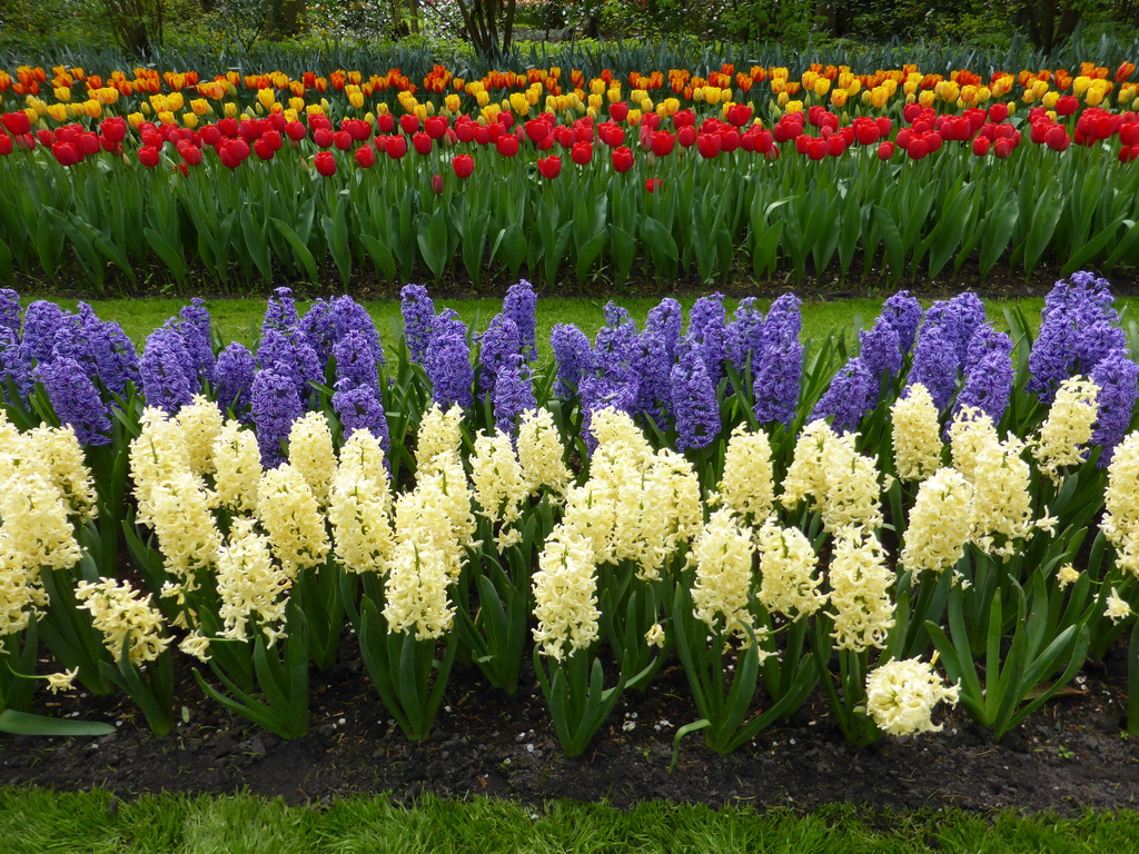 Red and yellow tulips and other flowers in a grassland near the Beatrix pavilion at the Keukenhof park