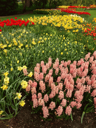 Red, yellow, orange and pink flowers in a grassland near the Beatrix pavilion at the Keukenhof park
