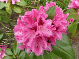 Pink flower in a grassland near the Beatrix pavilion at the Keukenhof park