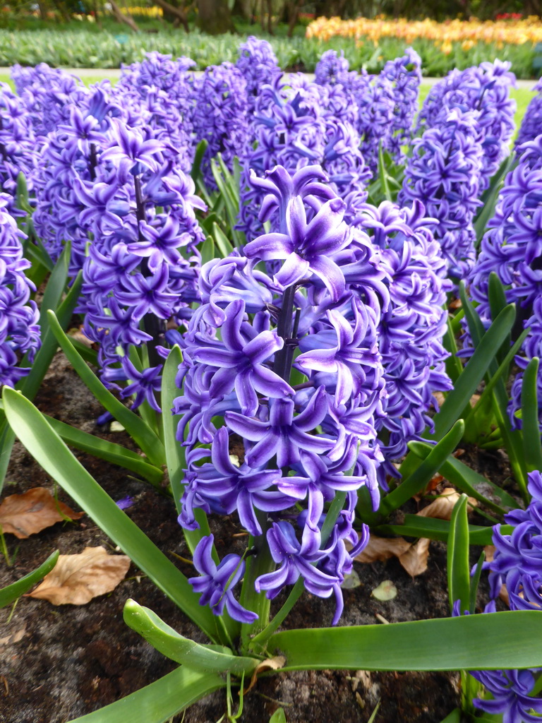 Blue flowers in a grassland near the Beatrix pavilion at the Keukenhof park