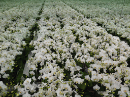 White flowers reflected in mirrors in the Beatrix pavilion at the Keukenhof park