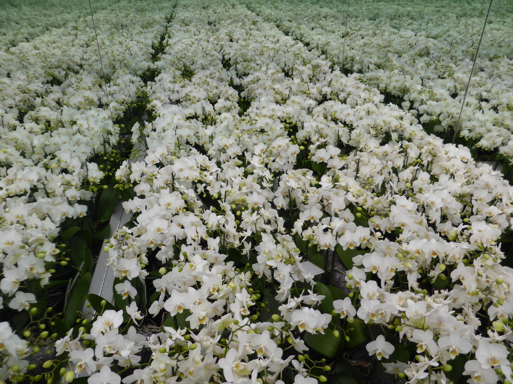 White flowers reflected in mirrors in the Beatrix pavilion at the Keukenhof park