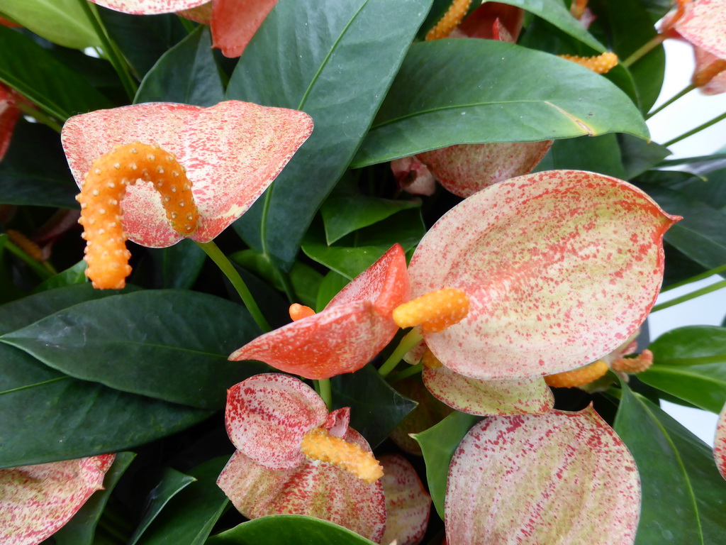 Orange flowers in the Beatrix pavilion at the Keukenhof park