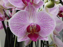 Purple flowers in the Beatrix pavilion at the Keukenhof park