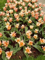 Orange-white flowers in a grassland near the Beatrix pavilion at the Keukenhof park