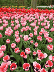 Pink and red tulips in a grassland near the Beatrix pavilion at the Keukenhof park