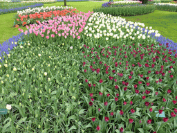 White, purple, pink and blue flowers in a grassland near the Beatrix pavilion at the Keukenhof park