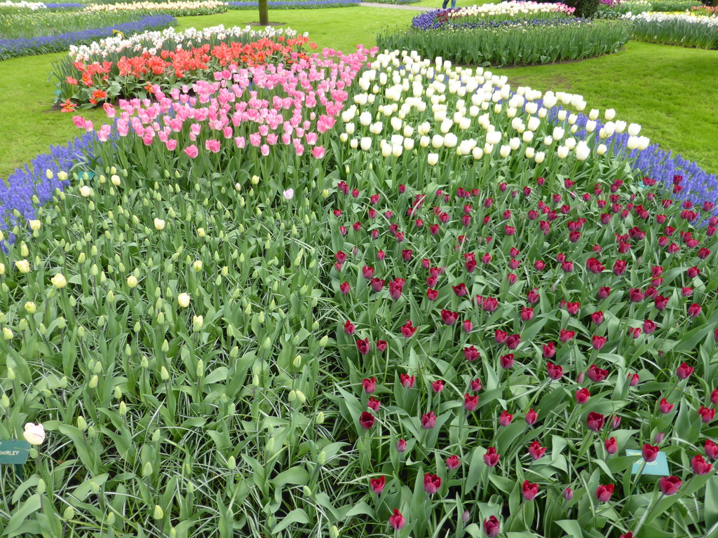 White, purple, pink and blue flowers in a grassland near the Beatrix pavilion at the Keukenhof park