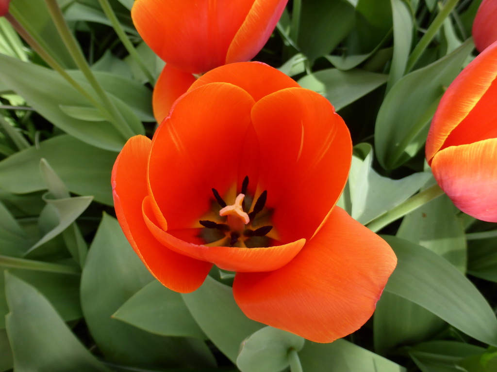 Red tulip in a grassland near the Wilhelmina pavilion at the Keukenhof park