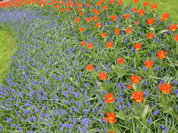 Red and blue flowers in in a grassland near the central lake at the Keukenhof park