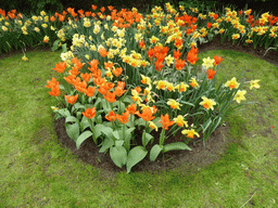 Orange and yellow flowers in a grassland near the central lake at the Keukenhof park