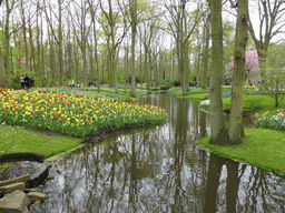 Red and yellow tulips in a grassland and a stream near the central lake at the Keukenhof park