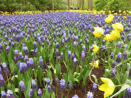 Blue and yellow flowers near the main entrance of the Keukenhof park