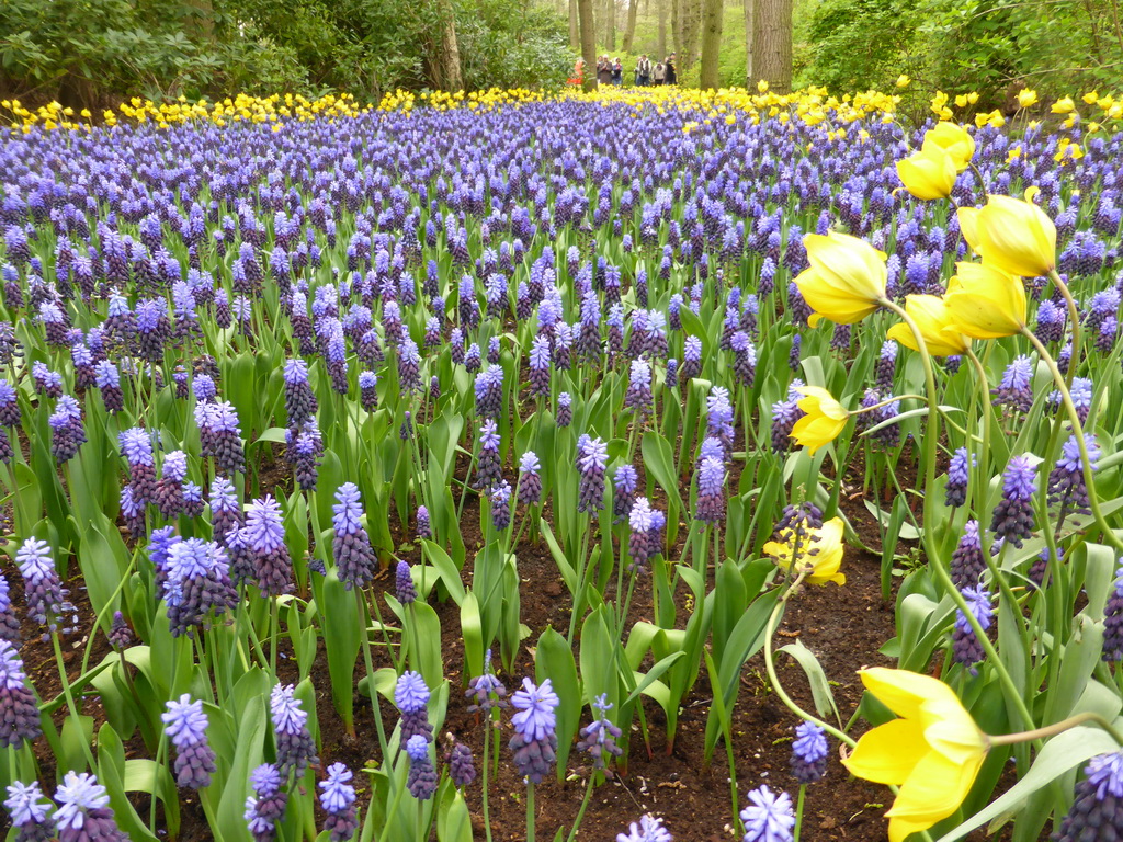 Blue and yellow flowers near the main entrance of the Keukenhof park