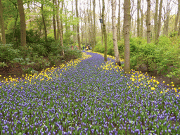 Blue and yellow flowers near the main entrance of the Keukenhof park