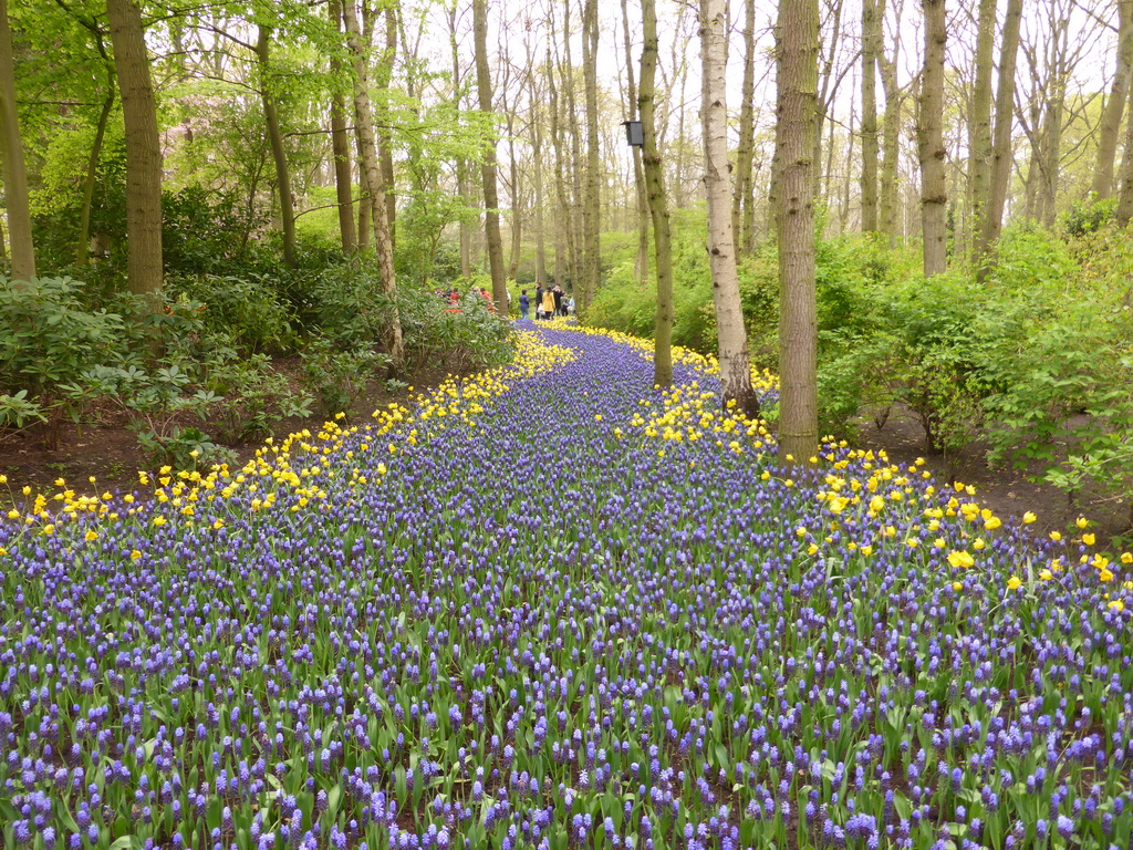 Blue and yellow flowers near the main entrance of the Keukenhof park