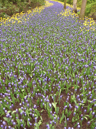 Blue and yellow flowers near the main entrance of the Keukenhof park