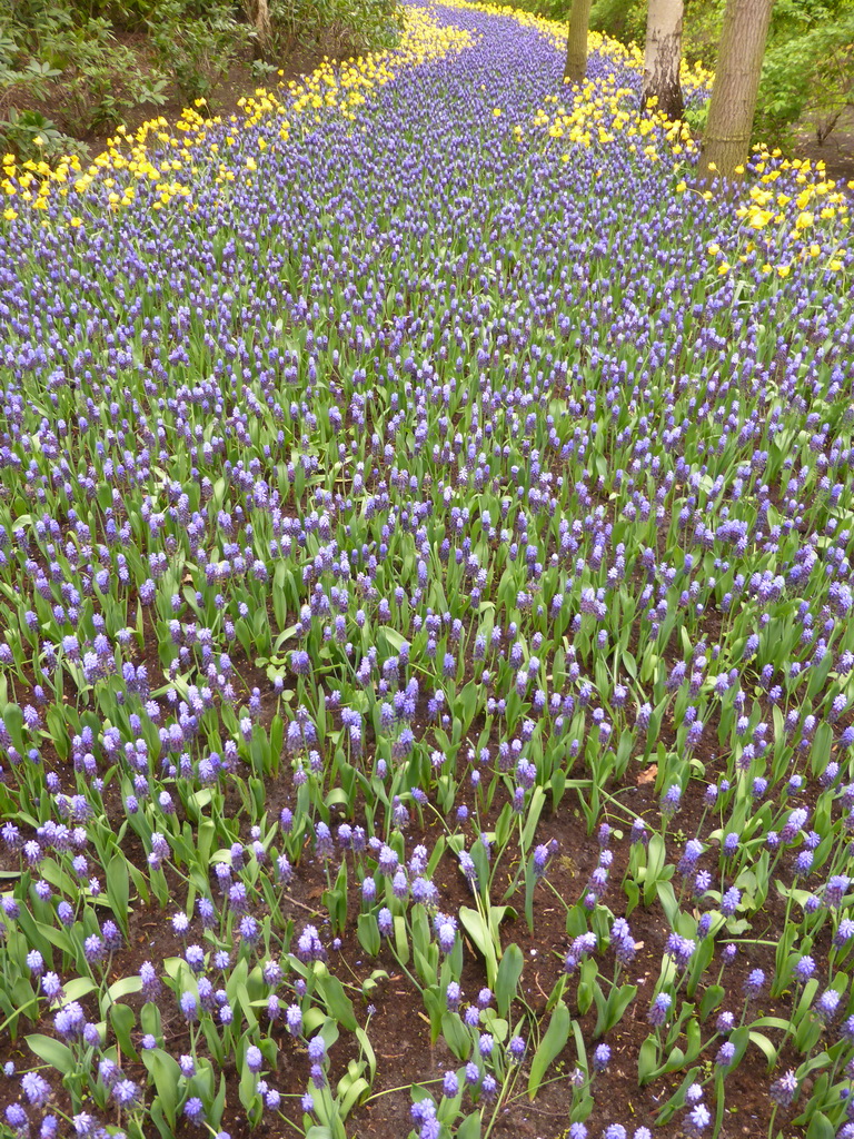 Blue and yellow flowers near the main entrance of the Keukenhof park