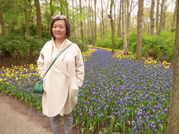 Miaomiao and blue and yellow flowers near the main entrance of the Keukenhof park