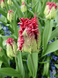 Red flower in a grassland near the main entrance of the Keukenhof park