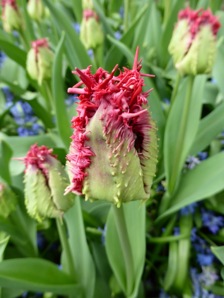 Red flower in a grassland near the main entrance of the Keukenhof park