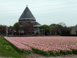 Purple-white tulips in a field and the H.H. Engelbewaarderskerk church of Lisse