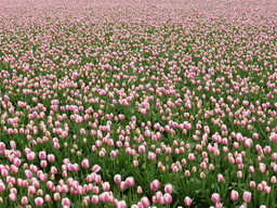 Purple-white tulips in a field near the Heereweg street at Lisse