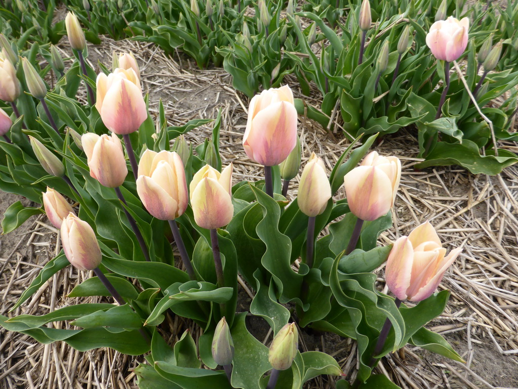 White tulips in a field near the Heereweg street at Lisse