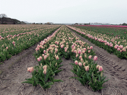 Field with purple-white tulips near the Heereweg street at Lisse