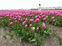 Miaomiao in a field with purple tulips near the Heereweg street at Lisse