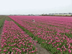 Miaomiao in a field with purple tulips near the Heereweg street at Lisse