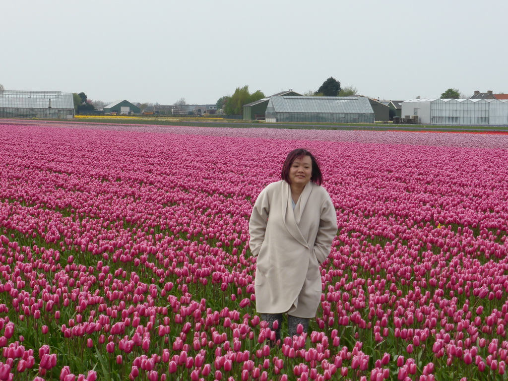 Miaomiao in a field with purple tulips near the Heereweg street at Lisse