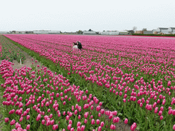 Miaomiao and Lea in a field with purple tulips near the Heereweg street at Lisse