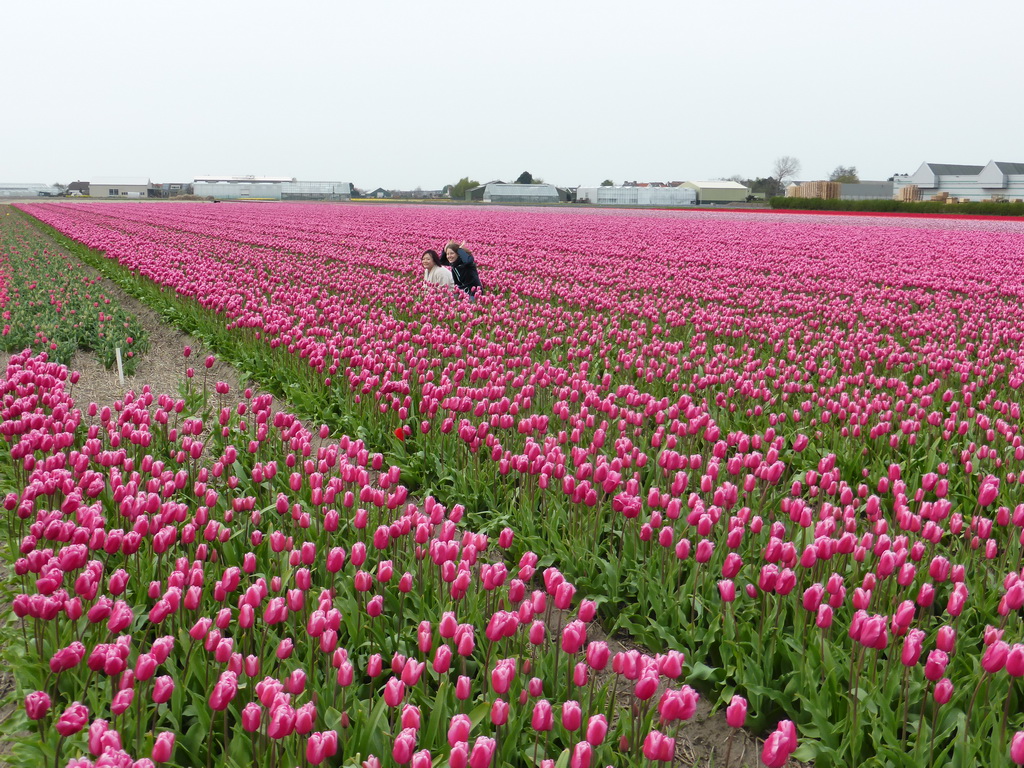 Miaomiao and Lea in a field with purple tulips near the Heereweg street at Lisse