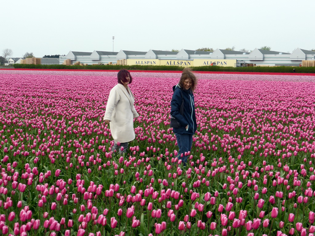 Miaomiao and Lea in a field with purple tulips near the Heereweg street at Lisse