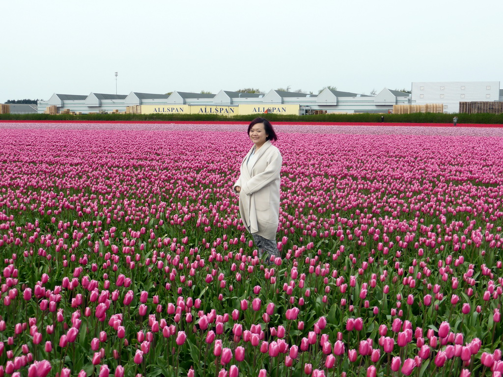 Miaomiao in a field with purple tulips near the Heereweg street at Lisse