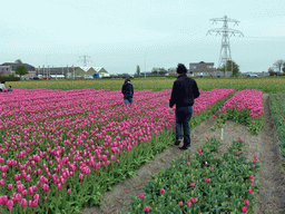 Benjamin and Lea in a field with purple tulips near the Heereweg street at Lisse