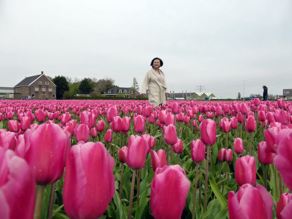 Miaomiao in a field with purple tulips near the Heereweg street at Lisse