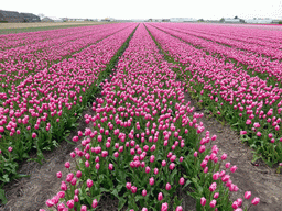 Field with purple tulips near the Heereweg street at Lisse