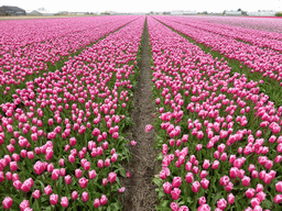 Field with purple tulips near the Heereweg street at Lisse
