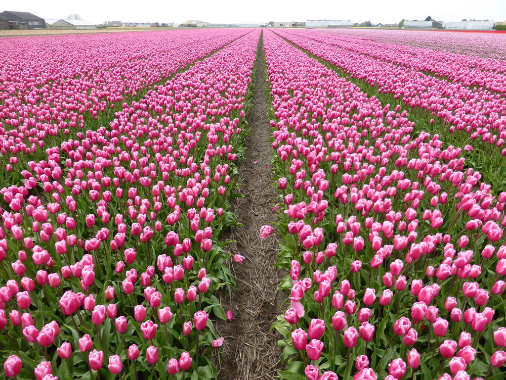 Field with purple tulips near the Heereweg street at Lisse