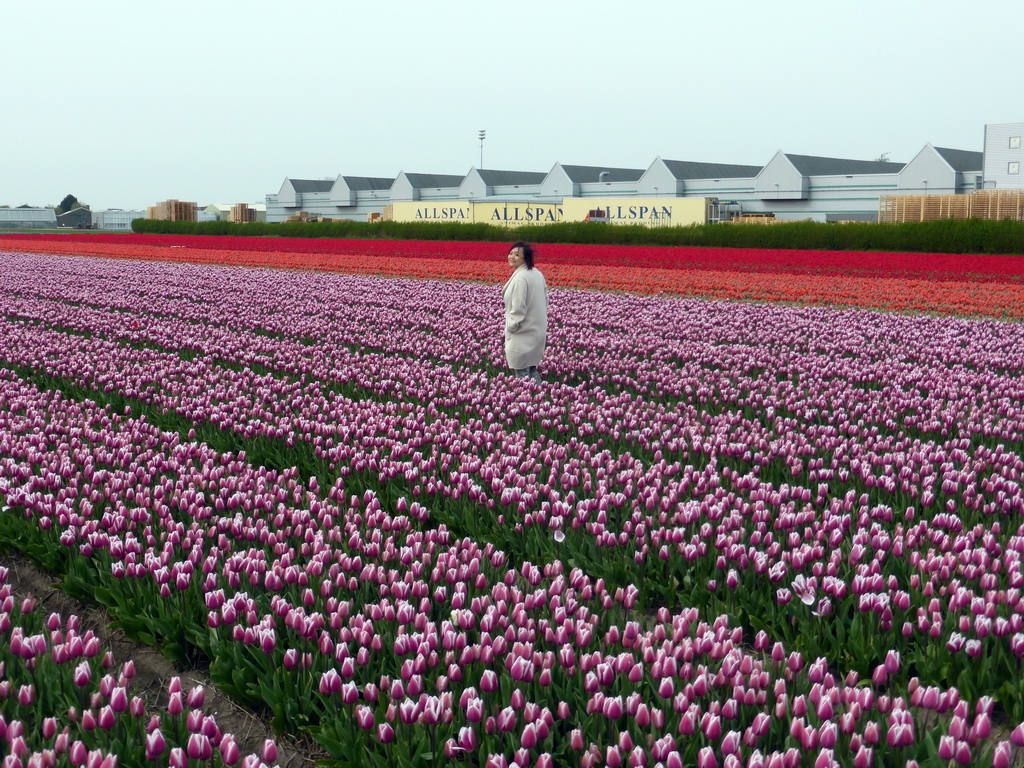 Miaomiao in a field with purple and red tulips near the Heereweg street at Lisse