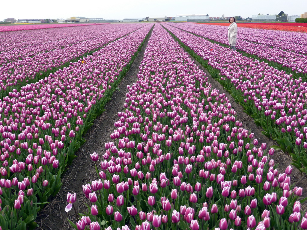 Miaomiao in a field with purple and red tulips near the Heereweg street at Lisse