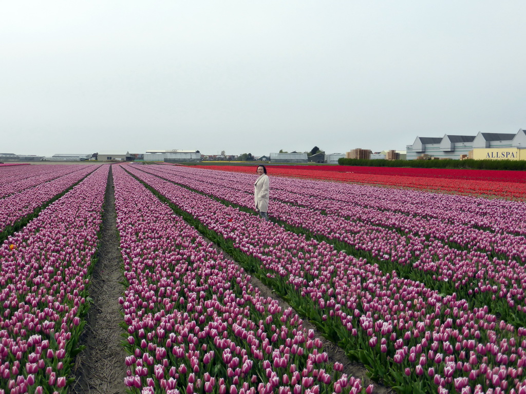 Miaomiao in a field with purple and red tulips near the Heereweg street at Lisse