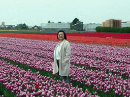 Miaomiao in a field with purple and red tulips near the Heereweg street at Lisse