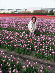 keukenhof_2_098 - 461 kb - 768x1024 - Miaomiao pointing at a red tulip in a field with purple and red tulips near the Heereweg street at Lisse Miaomiao pointing at a red tulip in a field with purple and red tulips near the Heereweg street at Lisse