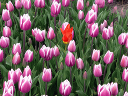 keukenhof_2_099 - 348 kb - 1024x768 - Red tulip in a field with purple tulips near the Heereweg street at Lisse Red tulip in a field with purple tulips near the Heereweg street at Lisse